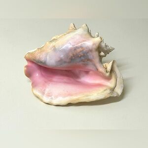 Vintage Large Queen Conch Sea Shell Antique Marine Mollusk
